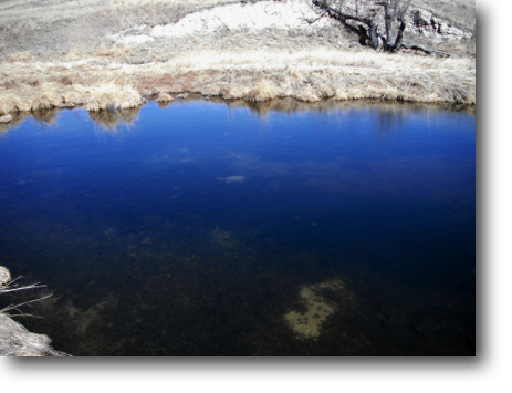 Can you see the snapper near the top-middle of the pond?